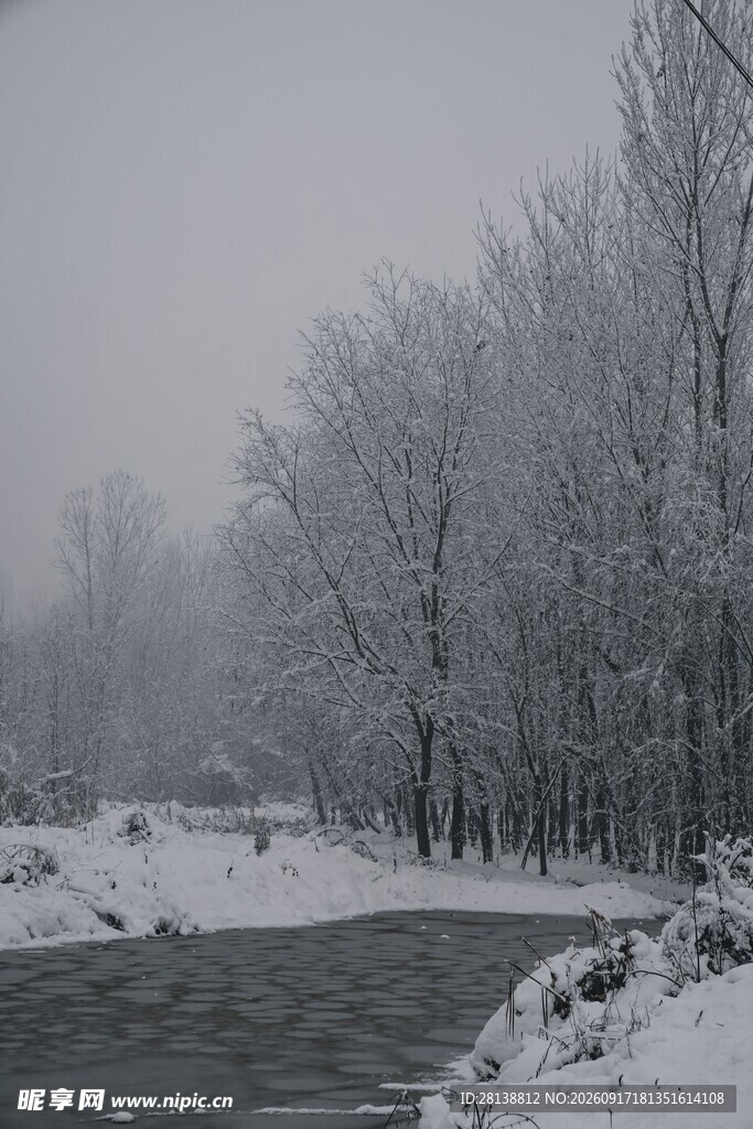 冬日雪景中的静谧树林