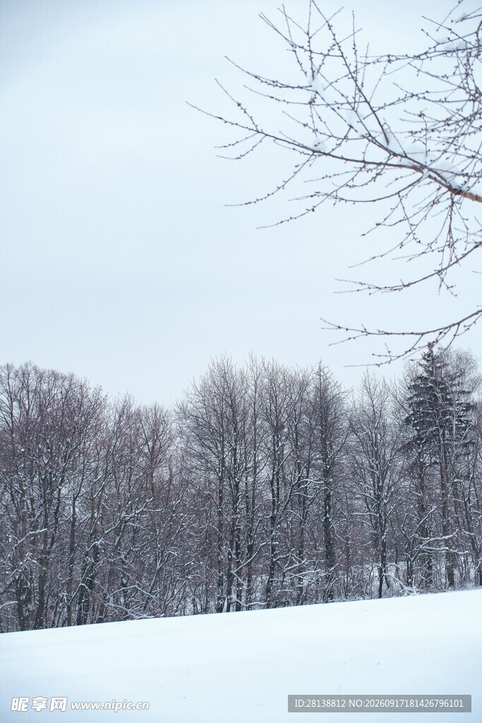 冬日雪林景色