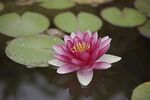 娇艳睡莲绽放于水面