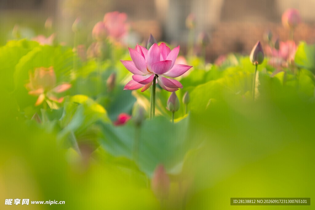 粉色小花绽放于绿叶间