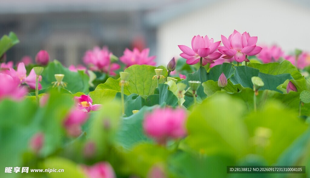 娇艳荷花绽放于绿叶间