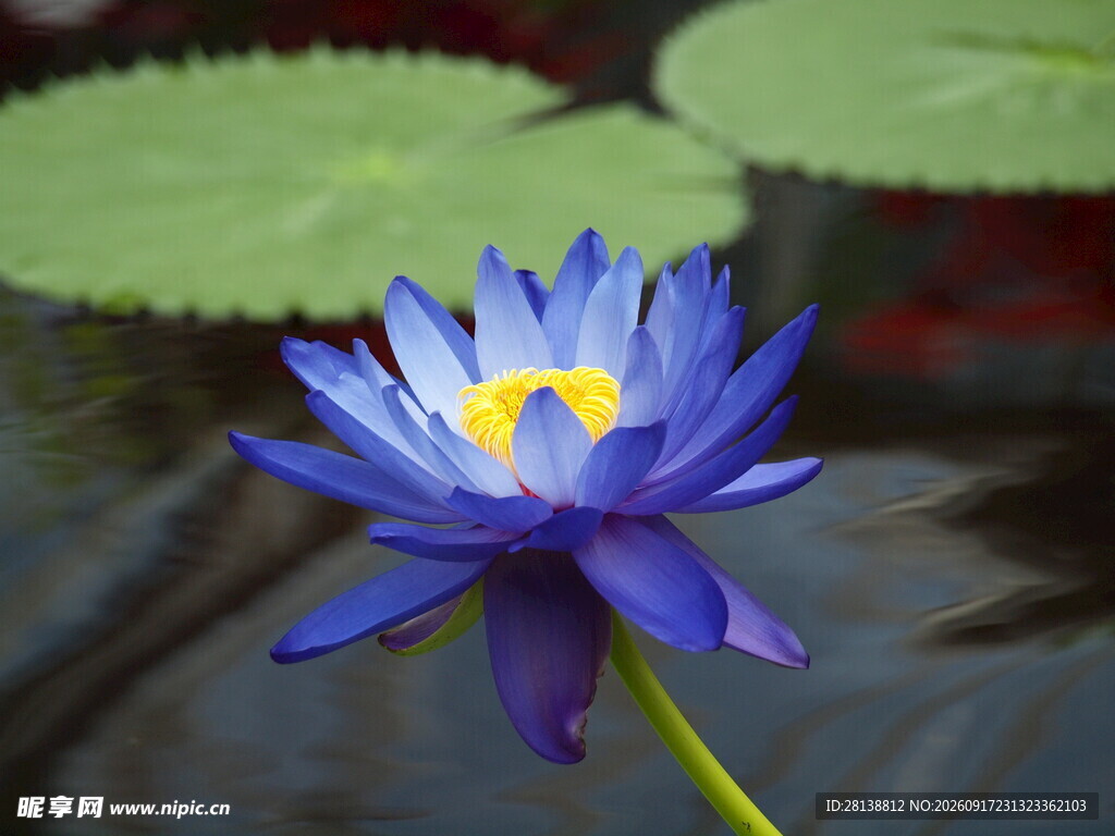 蓝睡莲绽放于碧水之上