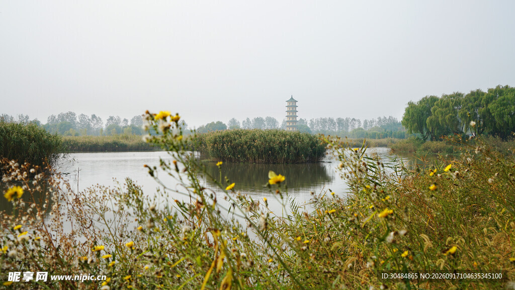 河畔黄花与远处建筑风景