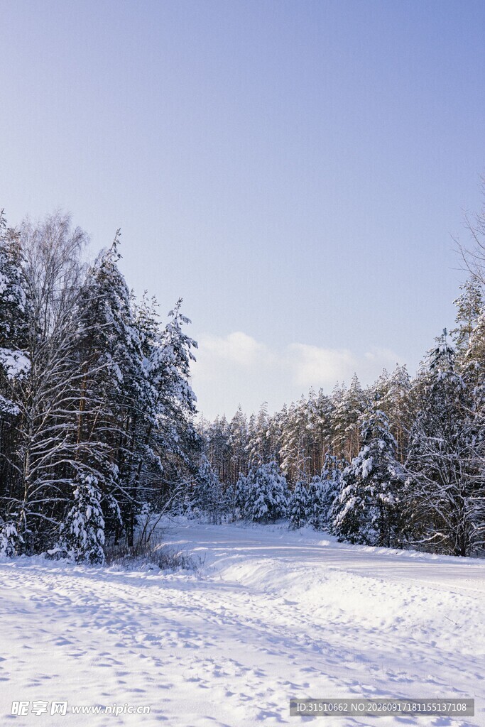 冬日雪林美景