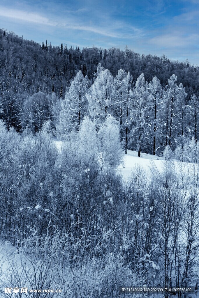 冬日雪覆森林美景