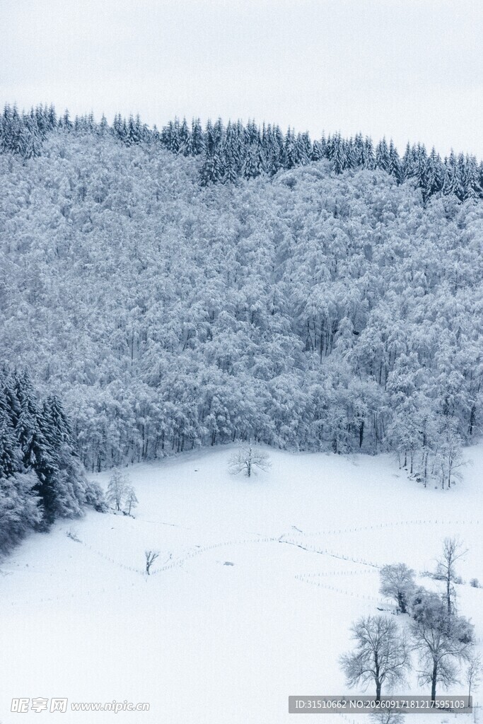 冬日雪覆山林美景