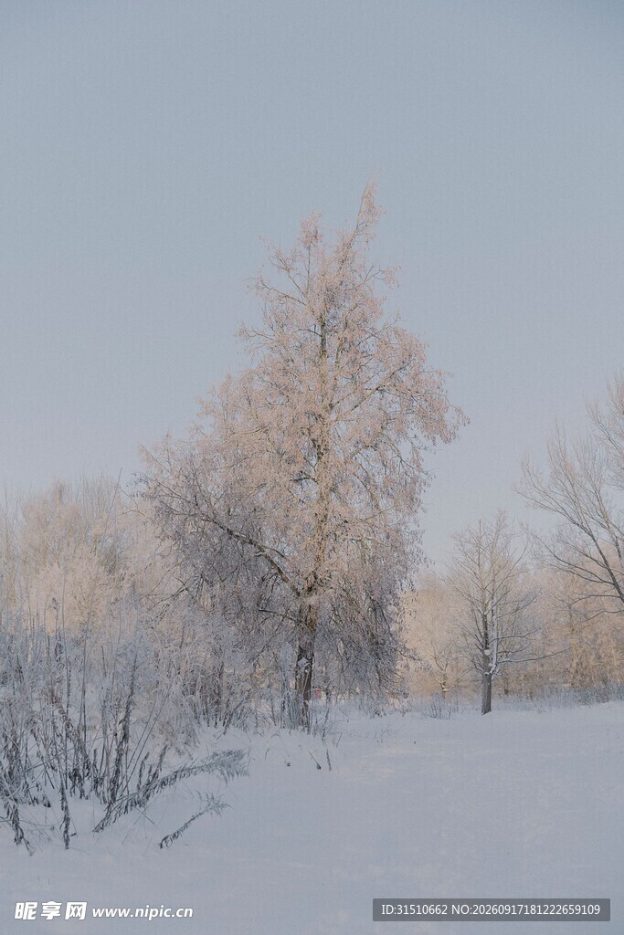 冬日雪林银霜覆盖美景