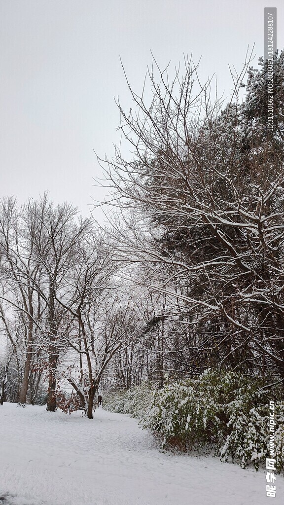 雪覆树林冬日美景