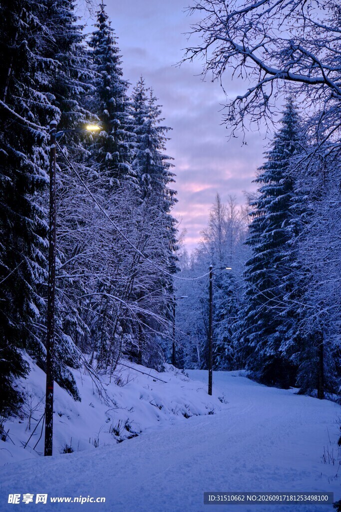 冬日雪林夜景