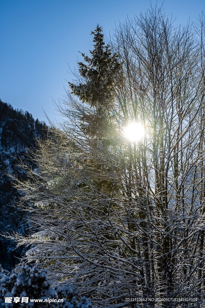 冬日林间阳光雪景图