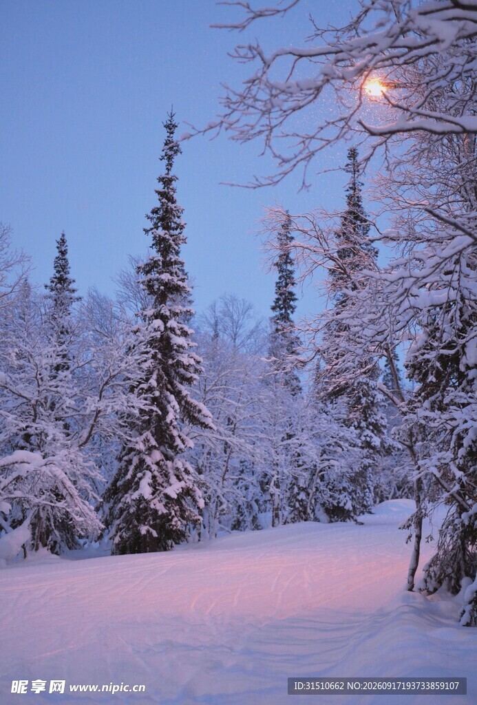 冬日雪林月夜美景