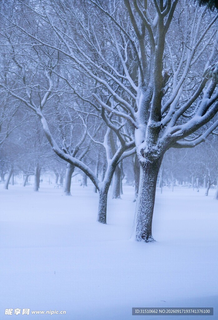 冬日雪林静谧枯树景象