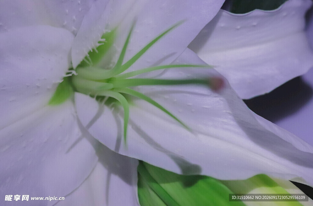 淡紫色绽放的优雅花朵