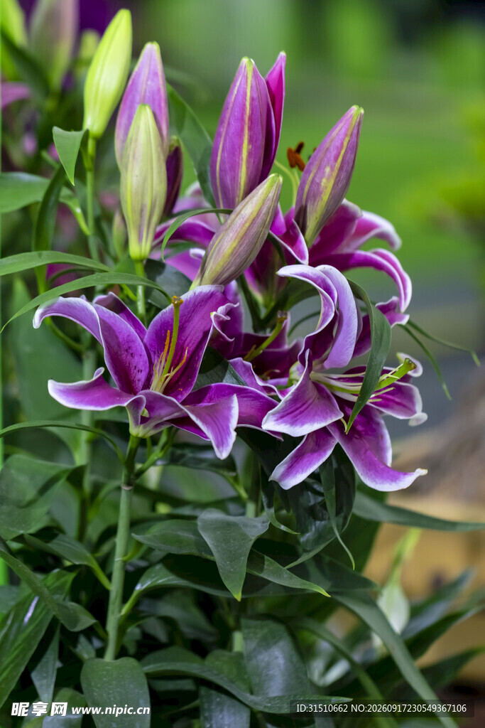 紫色百合花绽放