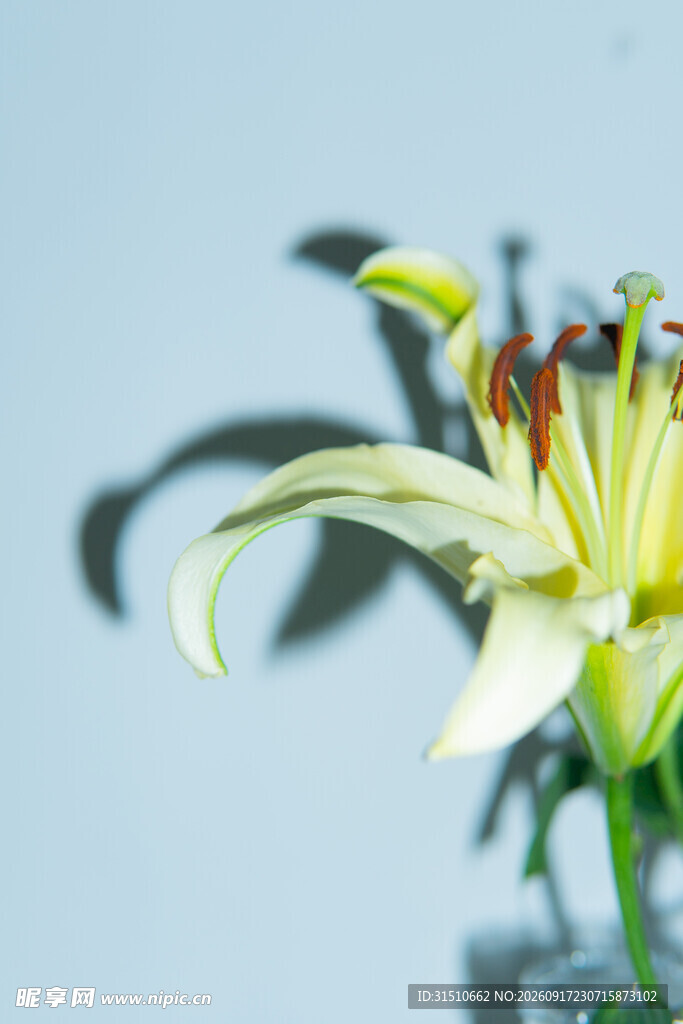 白色百合花特写