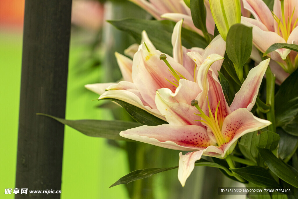 粉色百合花特写