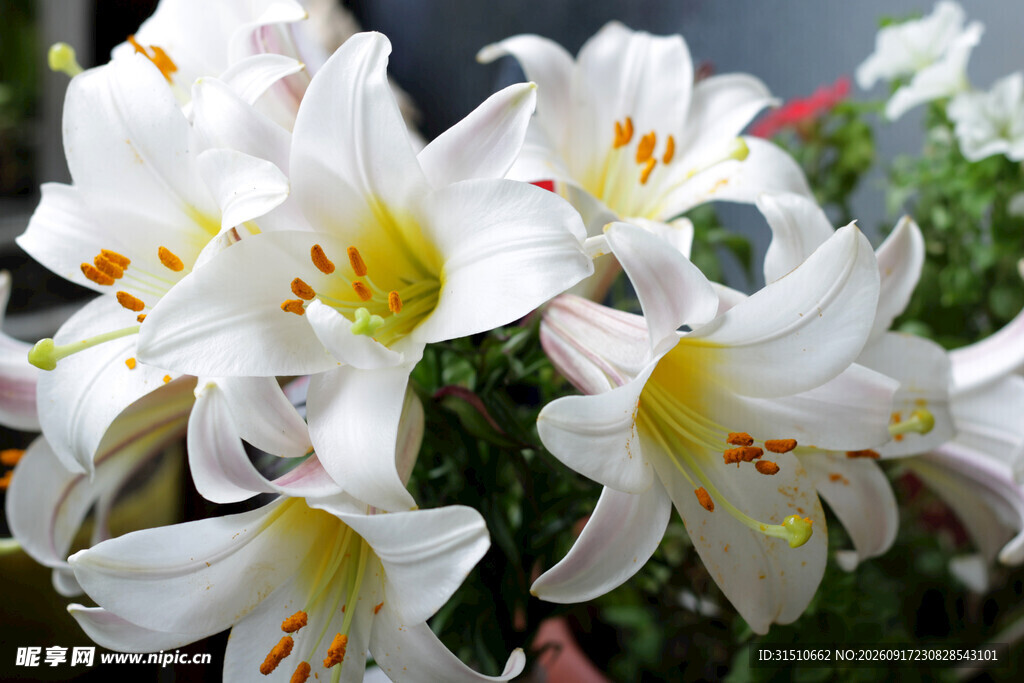 优雅白色百合花绽放