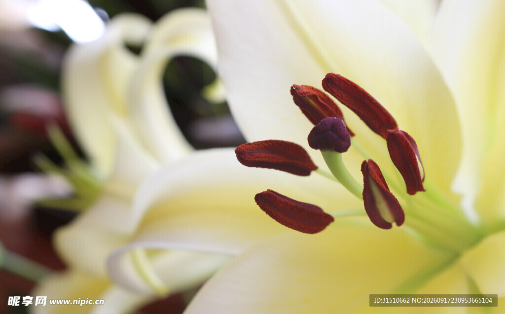 白色百合花特写