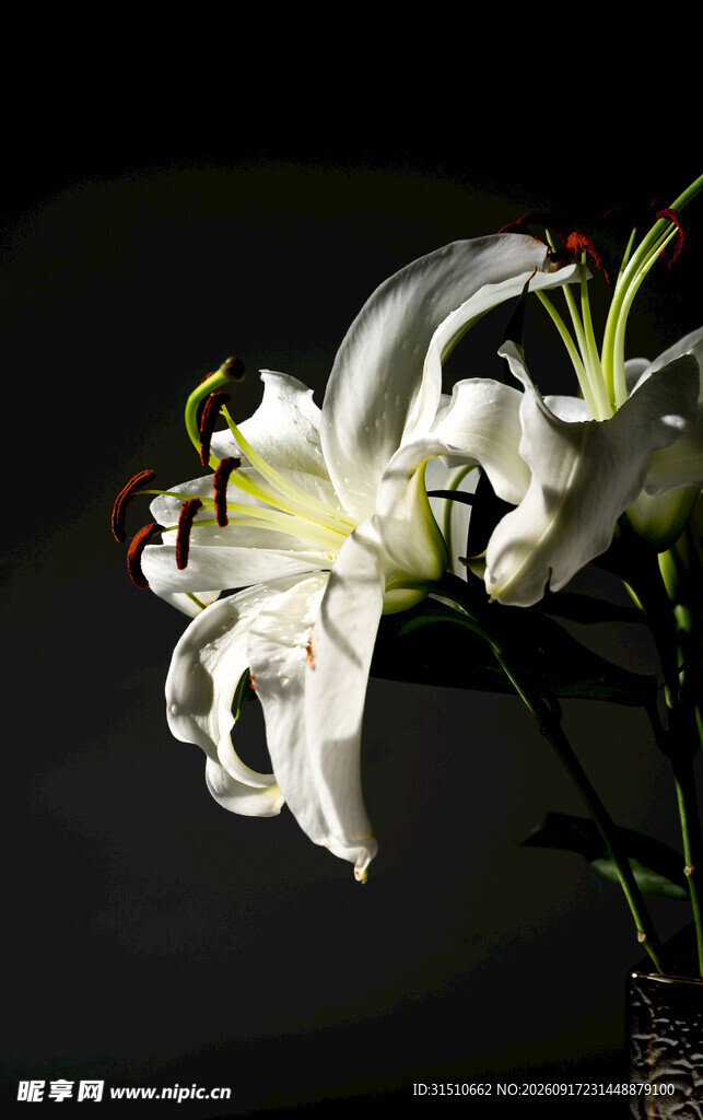 优雅白色百合花特写