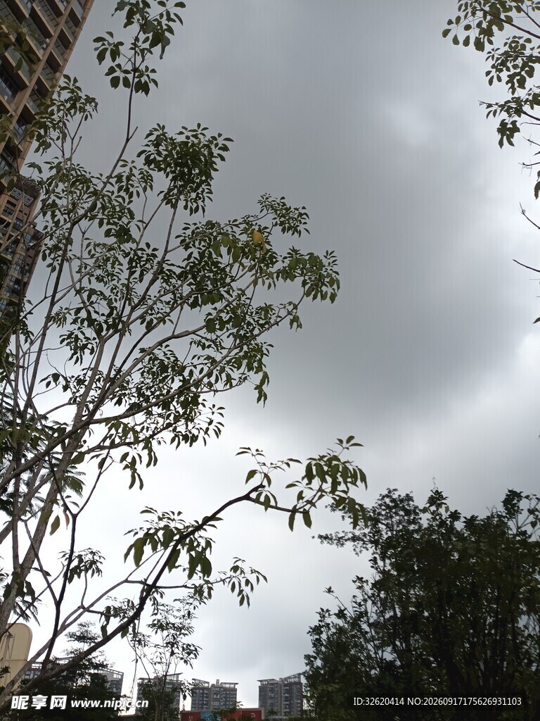 阴天中的树木与城市景象