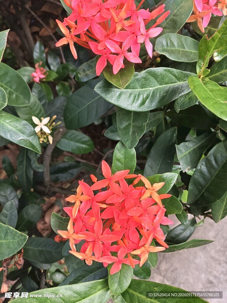 龙船花