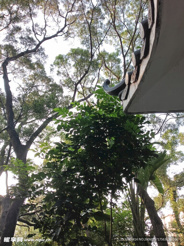 屋檐下繁茂绿植与树林