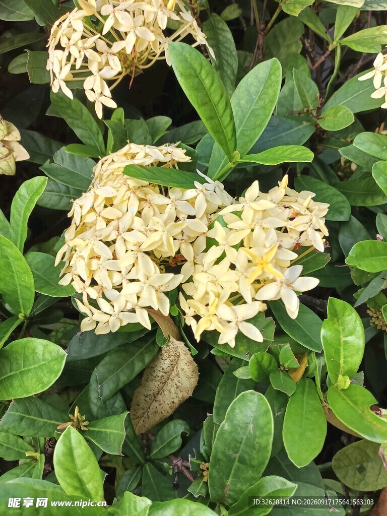 龙船花