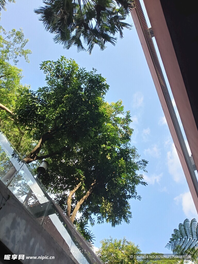 楼间绿树映蓝天