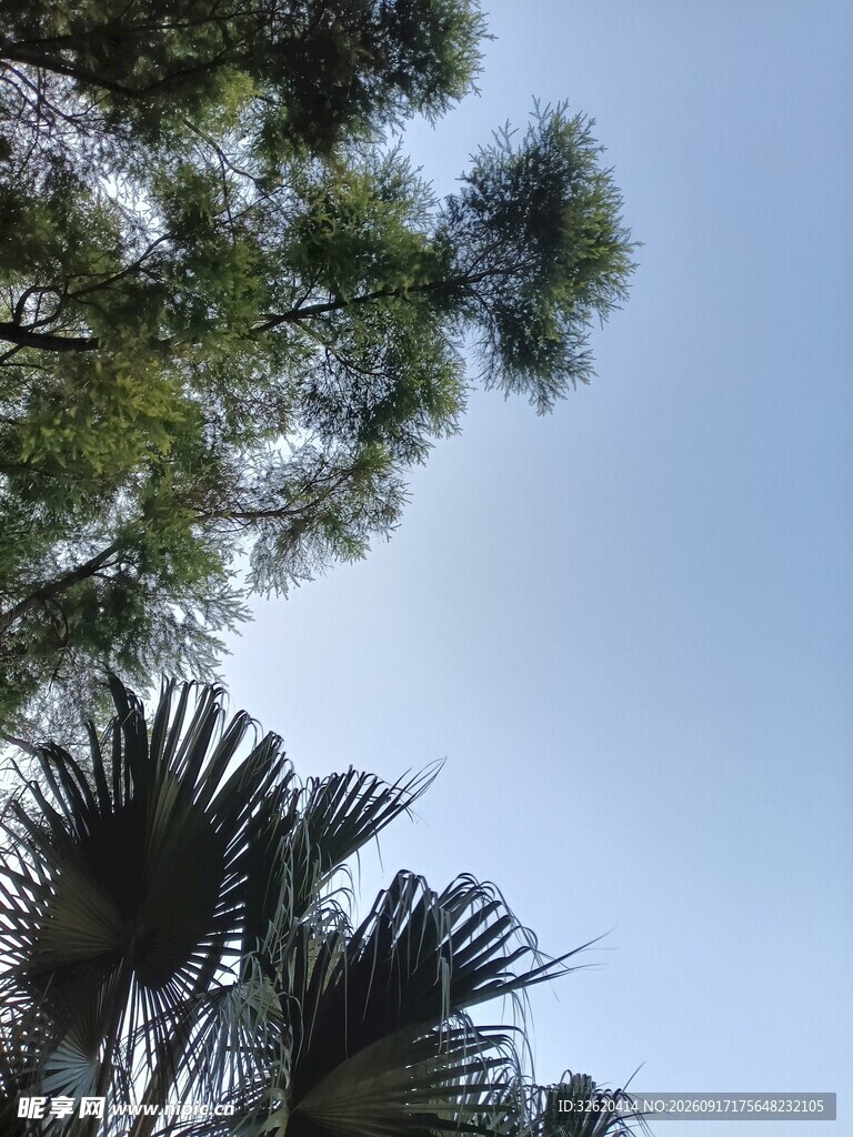 仰视葱郁树木与蓝天