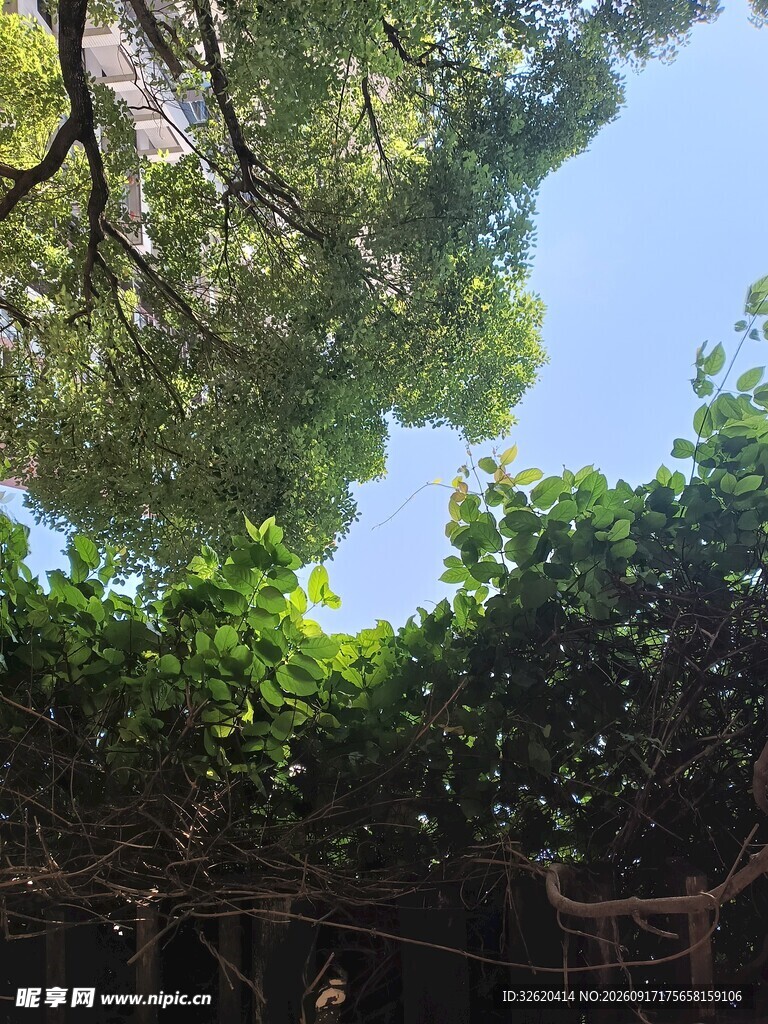 绿荫下的蓝天景致