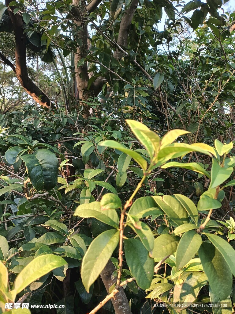 绿叶繁茂的植物景观