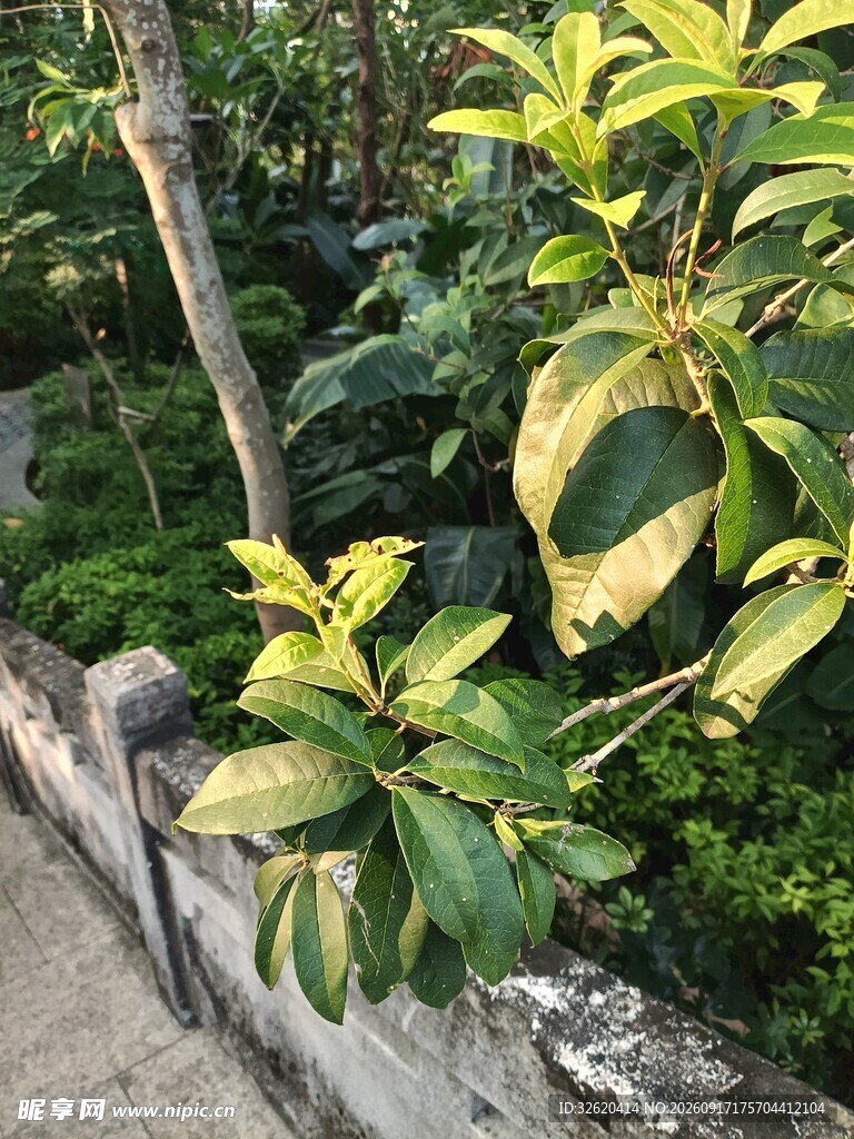 墙边绿植