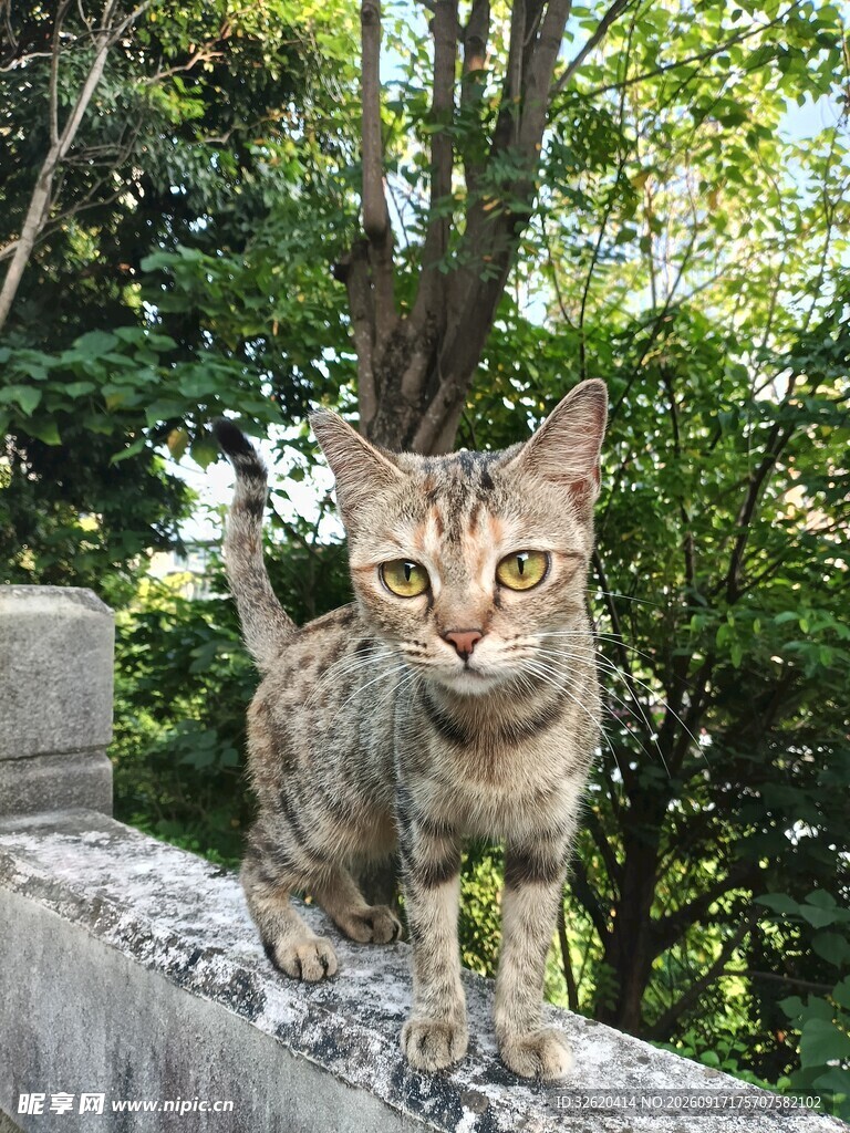 石栏上的斑纹猫咪