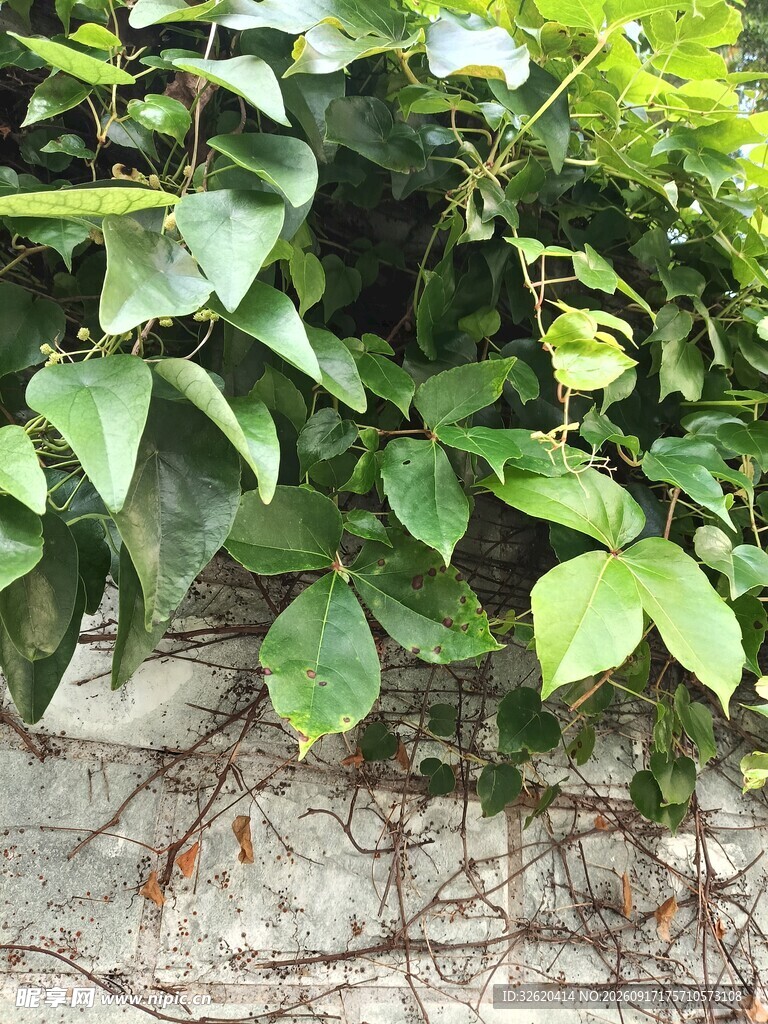 石墙上的翠绿藤蔓植物