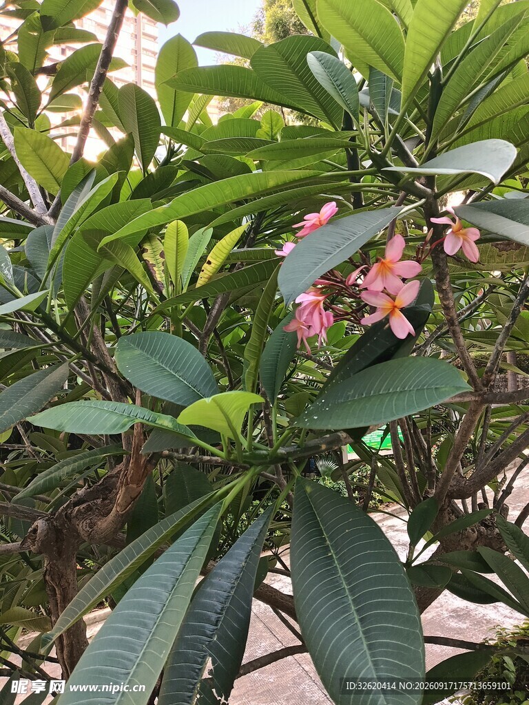 鸡蛋花