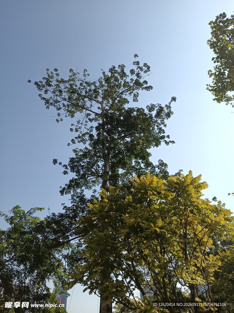 蓝天绿树风景图