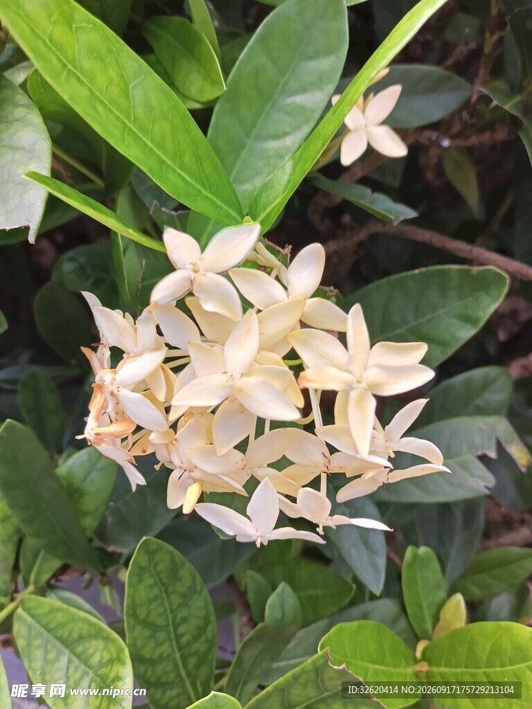 龙船花