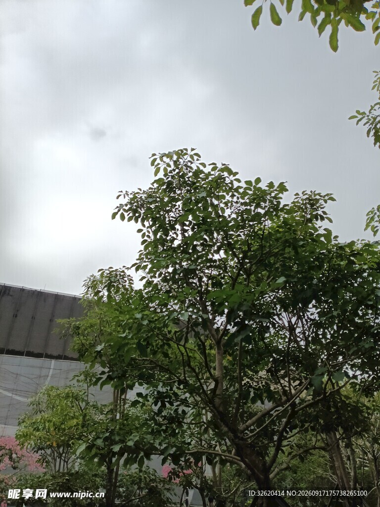绿树掩映下的建筑一角