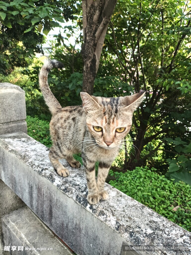 猫咪