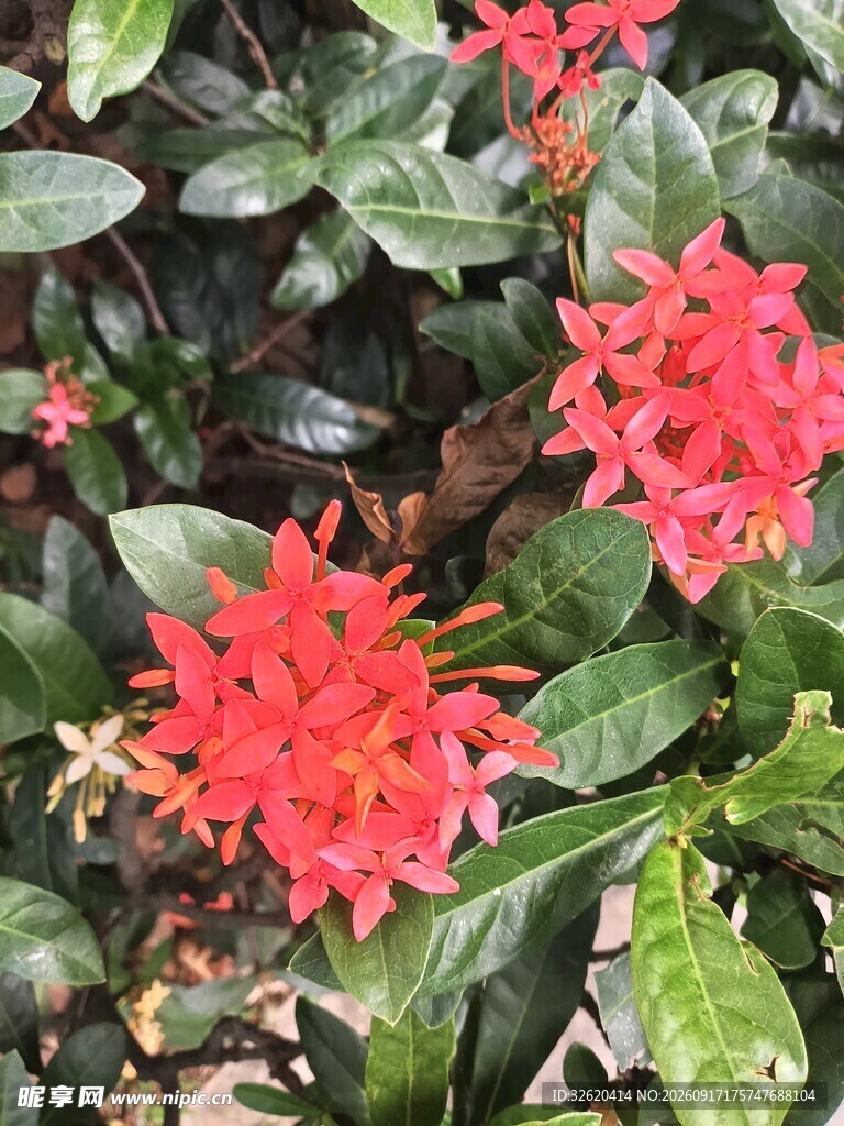 龙船花