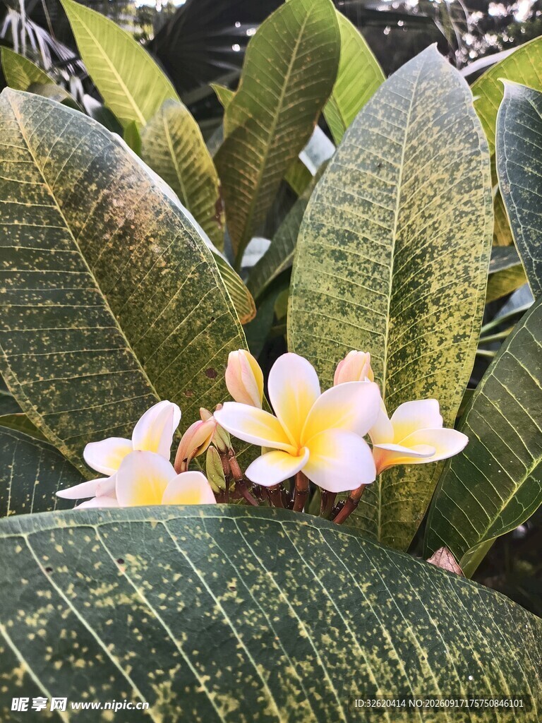 鸡蛋花