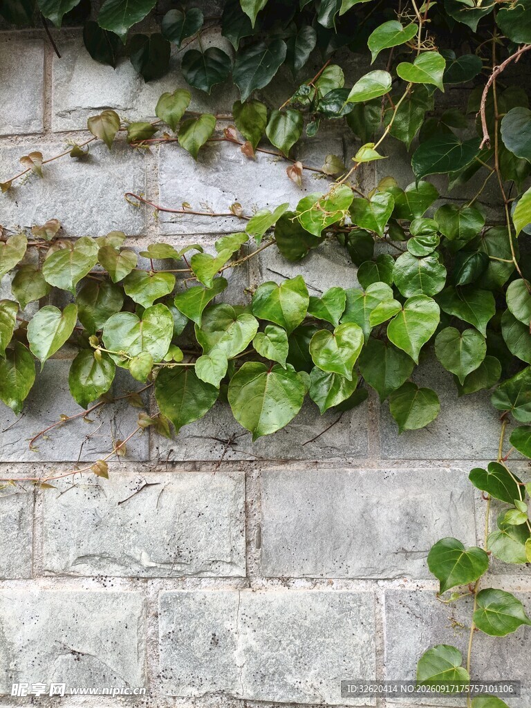 砖墙攀爬的翠绿常春藤