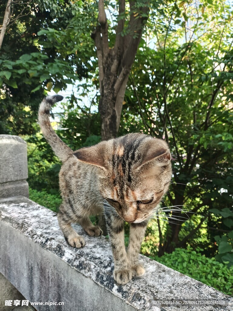 墙头漫步的斑纹小猫