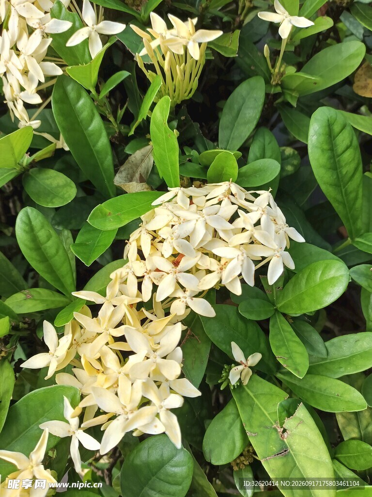龙船花