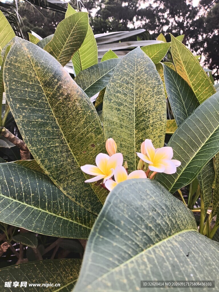 鸡蛋花