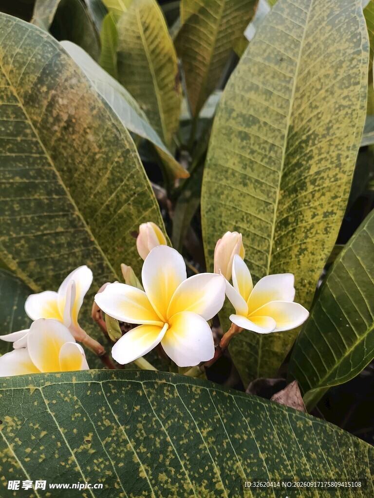 鸡蛋花