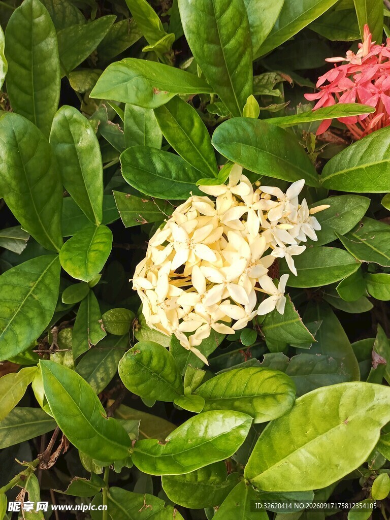 龙船花