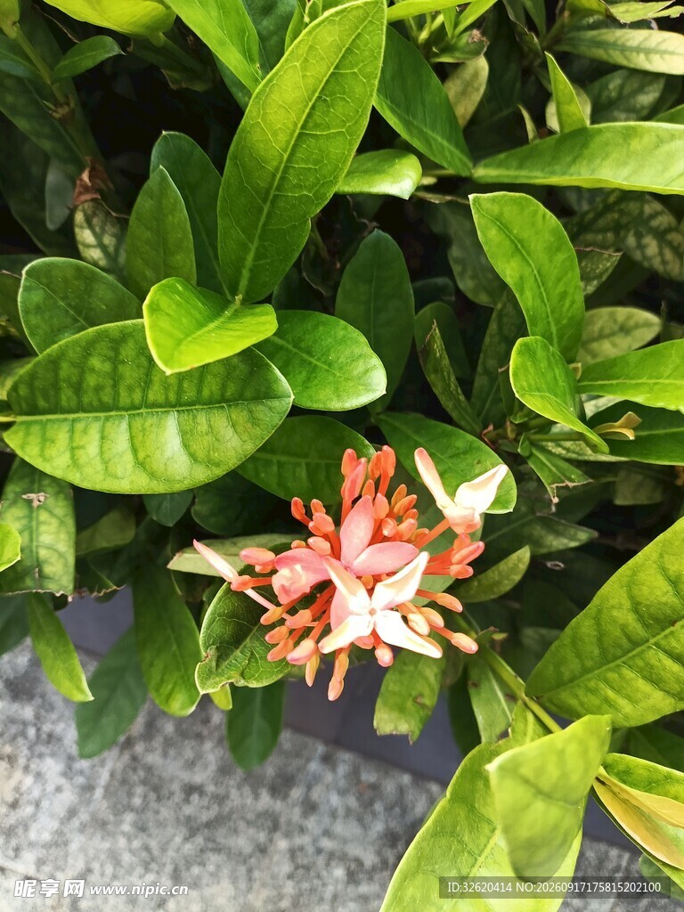 龙船花