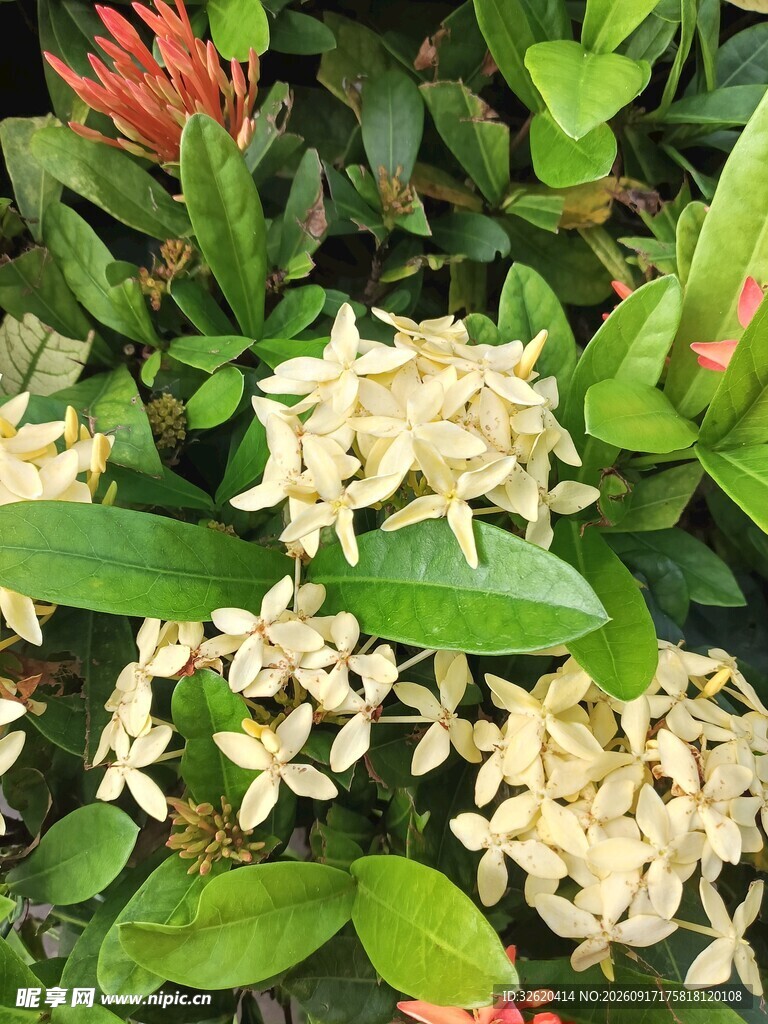 龙船花