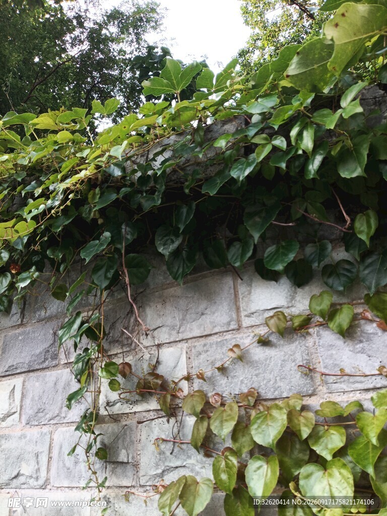 石墙上的繁茂绿植